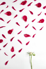 petals and stem of pink flowers rose or peony of different sizes are laid out in a pattern on a white background 