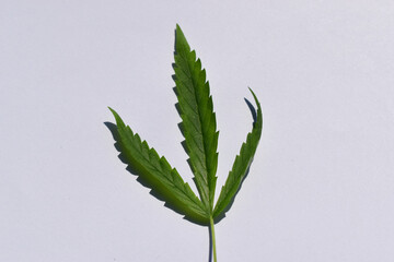 Green leaf of cannabis isolated on white background