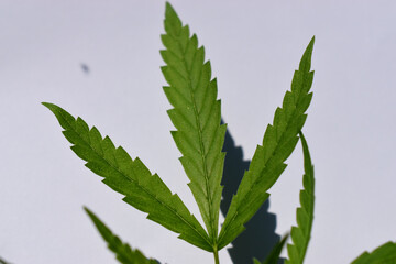 Green leaf of cannabis isolated on white background