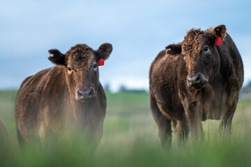 Cows eating grass.