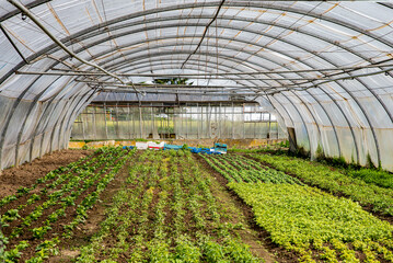 greenhouse with plants. Cultivation of vegetable in hothouse. 