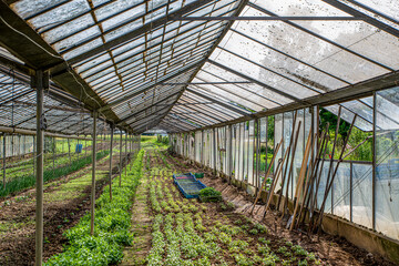 greenhouse with plants. Cultivation of vegetable in hothouse. 