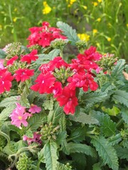 beautiful red color flowers with green leaves