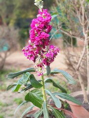 magenta color flowers plant, selective focus