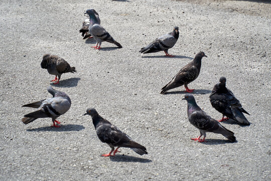Pigeons on the street