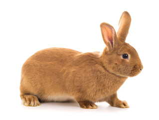 Fototapeta premium brown bunny stands on a white background