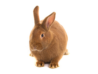 Brown bunny sitting on a white background.