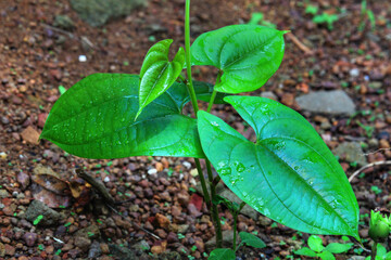 Green nature leaf of Dioscorea Alata.
