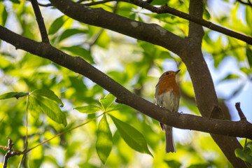 bird on a branch