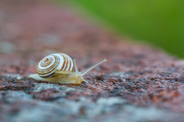 Snail