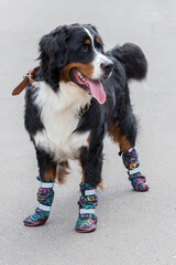 One large Bernese Mountain dog stands on a sunny day on the gray asphalt in special shoes for dogs