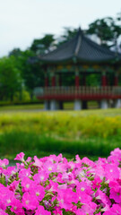 분홍색 페튜니아와 멀리 보이는 한국 전통 스타일의 정자