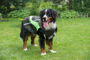 One large Bernese mountain dog stands on a Sunny day on a green lawn in dog clothes