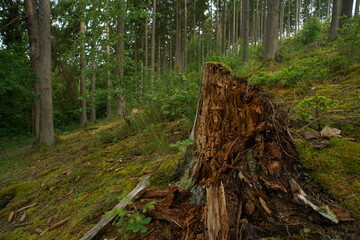 Baumstumpf mit Rotfäule in einem Wald