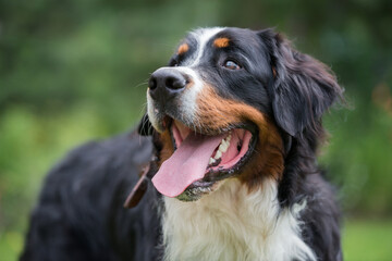 One large Bernese mountain dog stands in the nature on a sunny day close up