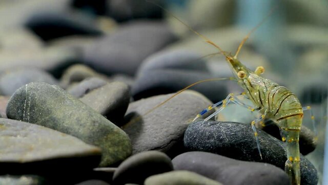 cute and funny prawn, Palaemon elegans, saltwater rockpool shrimp search for food on black stones bottom in Black Sea marine biotope aquarium, invasive alien salt water species with transparent body