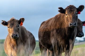 Cows eating grass.
