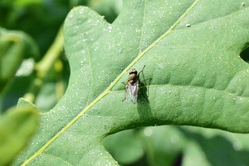 fly on an oak leaf