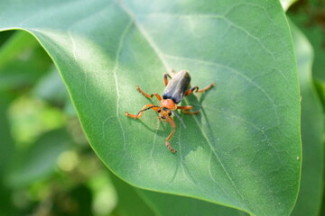 green oak leaf with insect