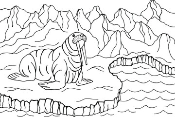 Walrus marine mammal. hand-drawn on a white background, vector stock illustration eps10. Coloring book