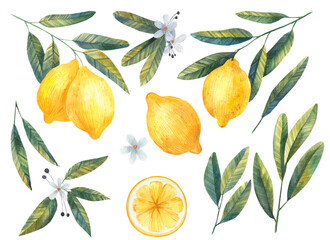 set of lemons with leaves and flowers watercolor illustration on white background