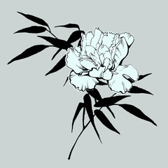 Peony flower and bamboo branch isolated on grey background. Sketch style. Line art. Tattoo art. Hand drawn illustration for floral design. For invitation, greeting cards, textile, paper and wrapping