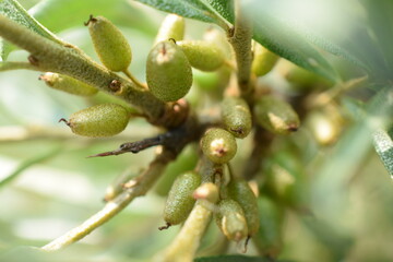 sea buckthorn sea buckthorn leaves