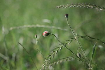 ladybird on a poppy