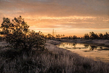 Small tree in swamp fields at early winter morning sunrise golden hour. 