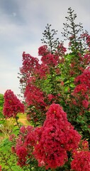 Naklejka premium Crepe-myrtle. Crape Flower. Common Crape Myrtle. Indian lilac. Chinese Crape Myrtle. Pink flowers.