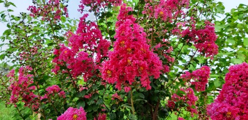 Crepe-myrtle. Crape Flower. Common Crape Myrtle. Indian lilac. Chinese Crape Myrtle. Pink flowers.