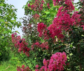 Fototapeta na wymiar Crepe-myrtle. Crape Flower. Common Crape Myrtle. Indian lilac. Chinese Crape Myrtle. Pink flowers.