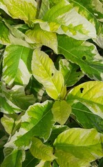 green leaves background and water drop.