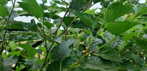 green leaf. green leaves. Mulberry leaves. young mulberry fruit. Mulberry.