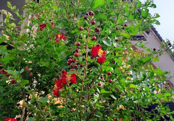 Crepe-myrtle. Crape Flower. Common Crape Myrtle. Indian lilac. Chinese Crape Myrtle. Red flowers.
