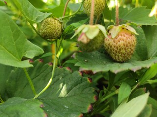 acorns on the tree