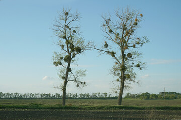 Fototapeta na wymiar Trees affected by plant parasite mistletoe. 