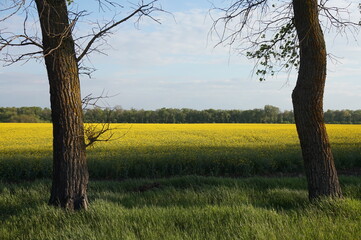 Field on which rape grows and blooms. The plant from which environmental fuels are derived.