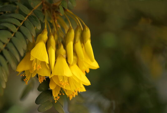 Kowhai /Sophora microphylla/ yellow flowers hanging on tree.