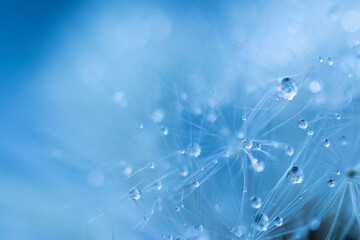 Soft focus on dandelion flower, closeup, abstract blue background