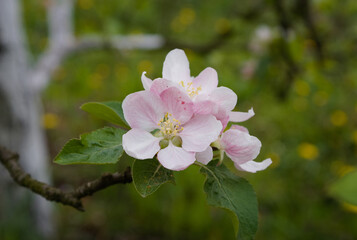 Fototapeta na wymiar apple tree flowers