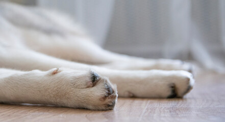 Paws of a lying dog close up