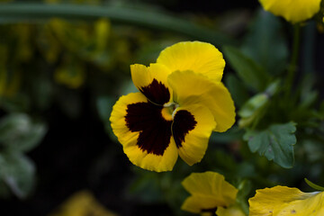 Yellow-brown pansies bloom in the garden