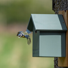 A Blue tit bird (Parus Caeruleus) flying out of its house-shaped nesting box