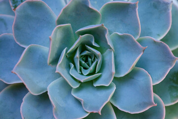 cactus in Queen,agave cactus,natural pattern background, green toned,agave cactus,Cactus plant top view ,Close up green succulent plants,Sempervivum plants, agave cactus © Toppa