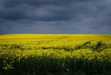 Obraz premium Yellow rapeseed field. Canola bloming. 