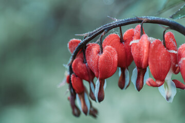 Bleeding heart flowers (Dicentra spectabils) blooming in the garden. Selective focus. Shallow depth...