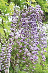 ヤマフジ（山藤）縦