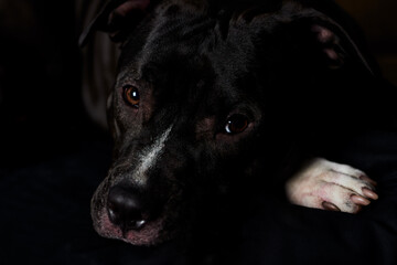 American pit bull terrier on dark background. Close up. 