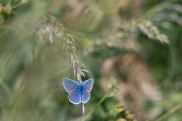Butterfly, Common Blue. North bank Medway.